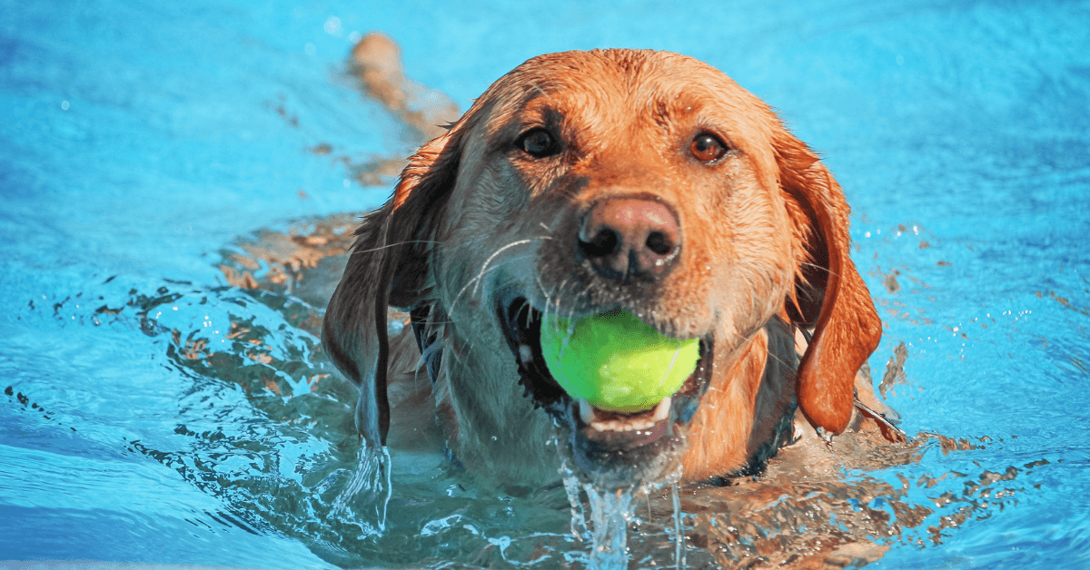 I migliori stabilimenti balneari per cani a Torre Canne