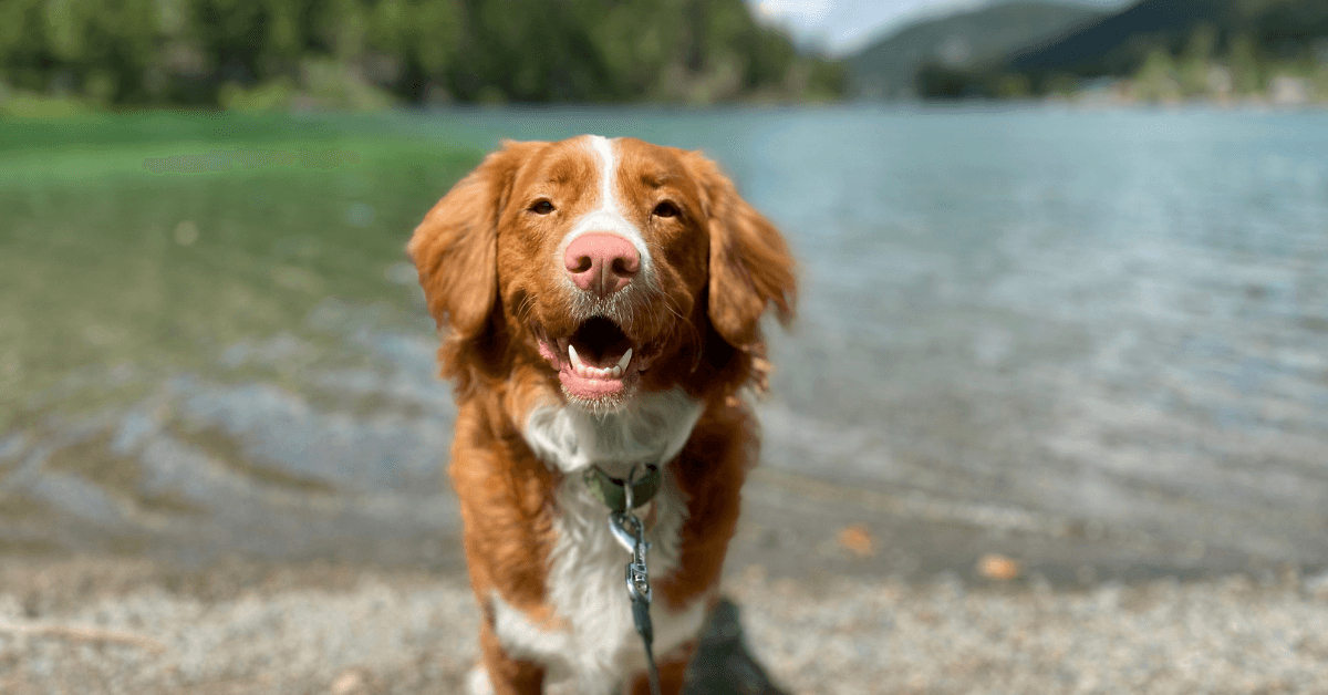I migliori stabilimenti balneari per cani a Santa Marinella