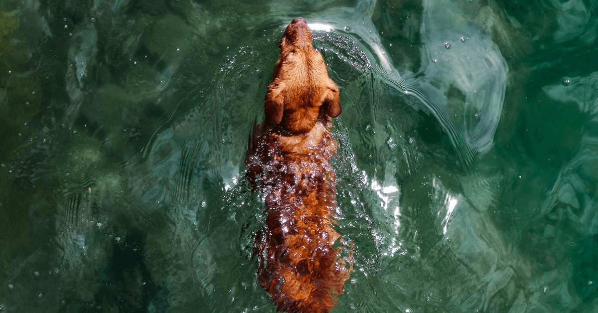 I migliori stabilimenti balneari per cani a Sabaudia