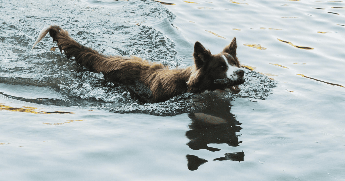 I migliori stabilimenti balneari per cani a Polignano A Mare