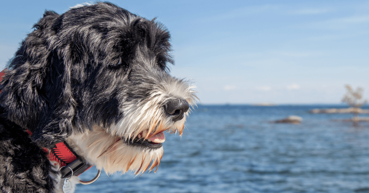 I migliori stabilimenti balneari per cani a Marinella Di Sarzana
