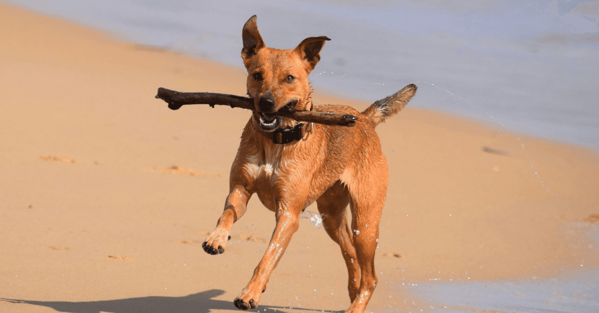 I migliori stabilimenti balneari per cani a Lerici