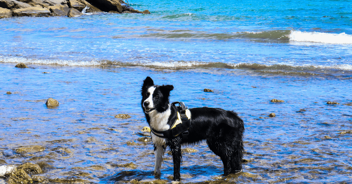 I migliori stabilimenti balneari per cani a Varigotti