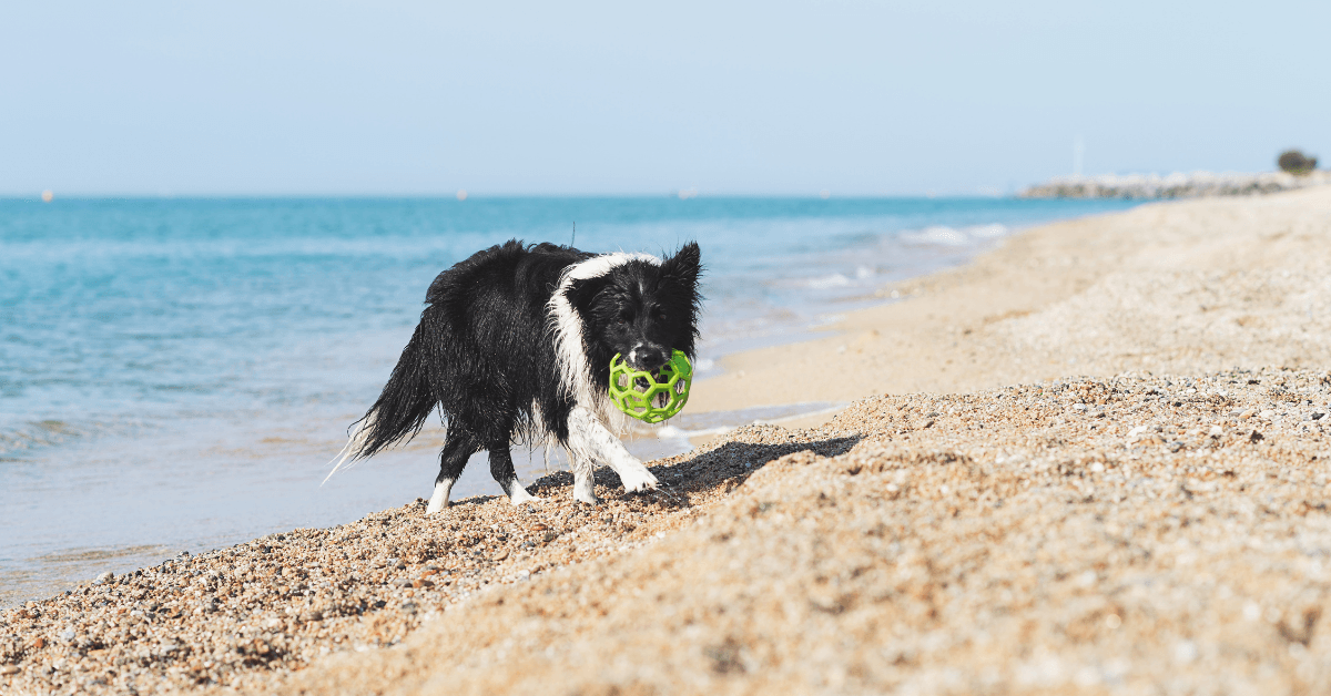 I migliori stabilimenti balneari per cani a Santa Maria Del Focallo