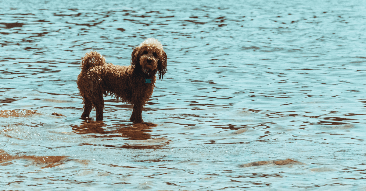 I migliori stabilimenti balneari per cani a Diano Marina