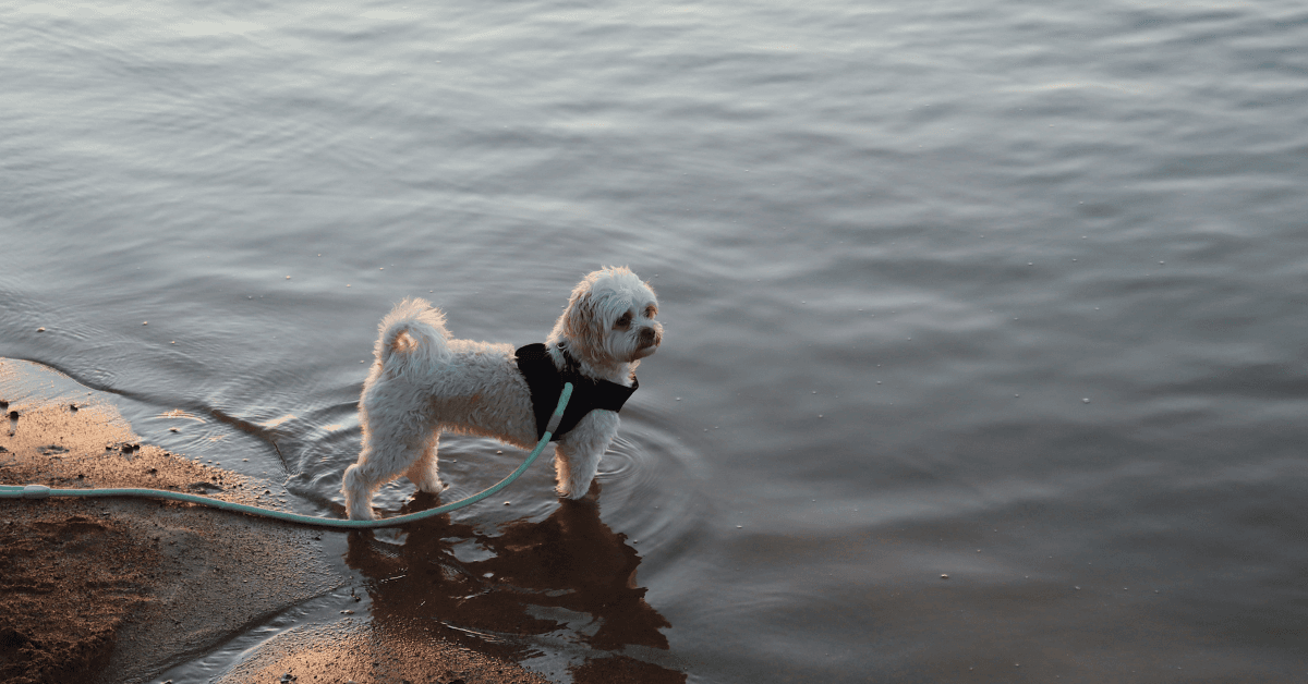 I migliori stabilimenti balneari per cani a Monterosso al Mare