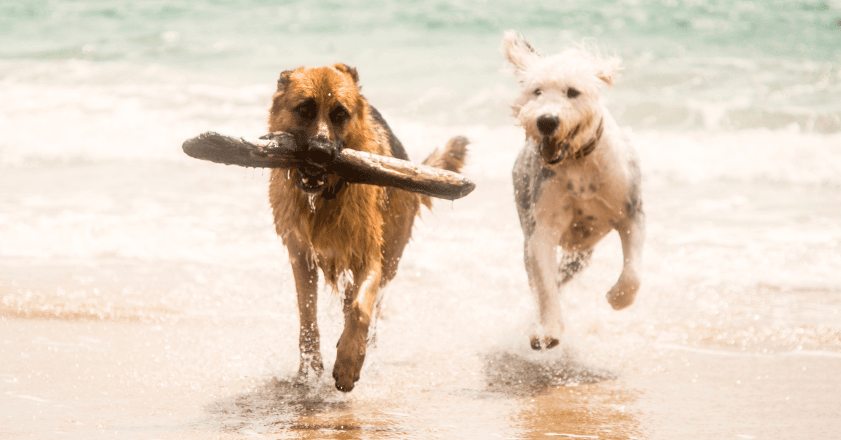 I migliori stabilimenti balneari per cani a Vieste