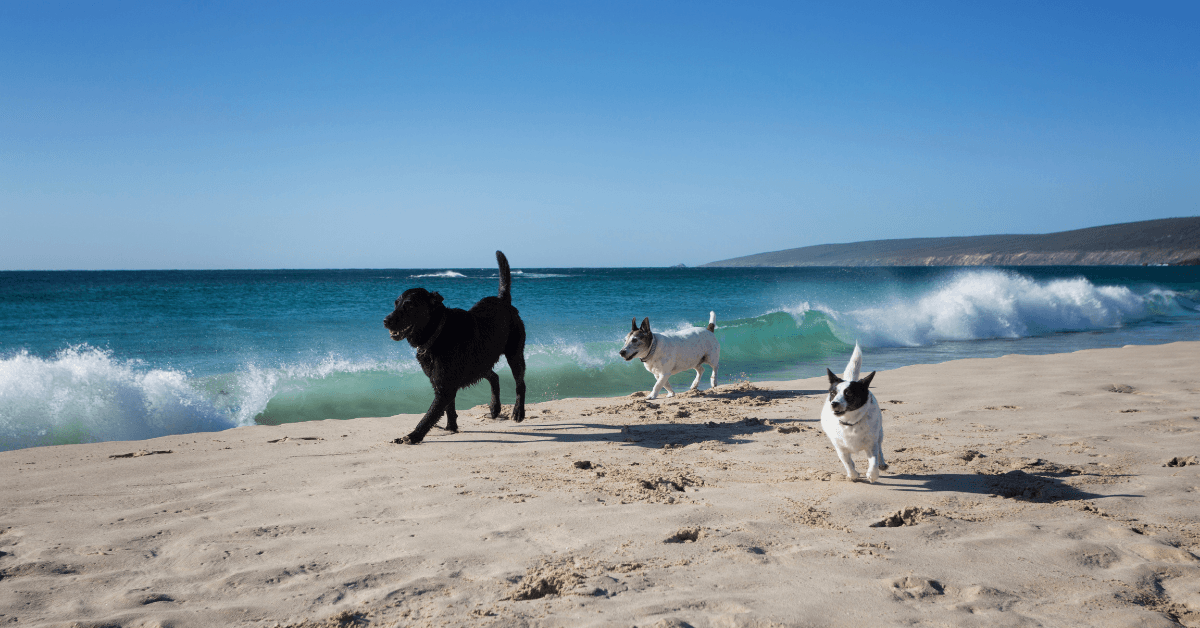 I migliori stabilimenti balneari per cani a Civitanova Marche