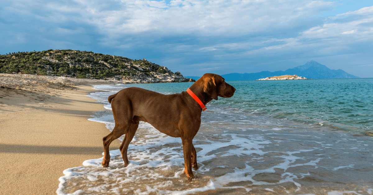 I migliori stabilimenti balneari per cani a Santa Maria Di Castellabate