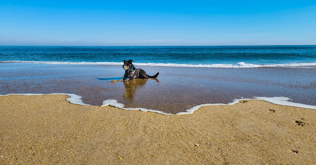 I migliori stabilimenti balneari per cani a Terracina