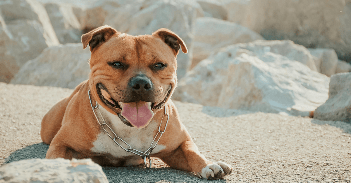 I migliori stabilimenti balneari per cani a Noto