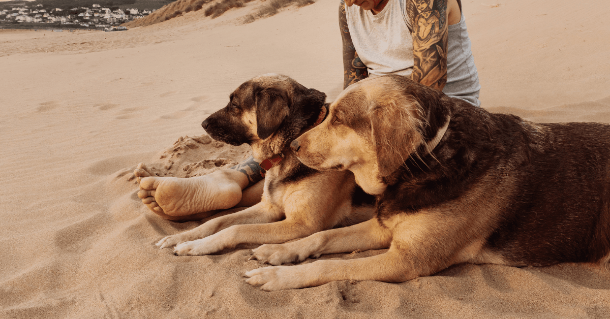 I migliori stabilimenti balneari per cani a Mondragone