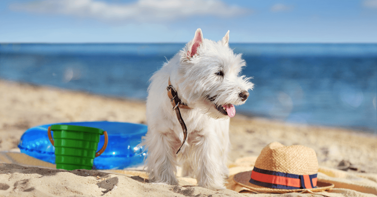 I migliori stabilimenti balneari per cani ad Agropoli