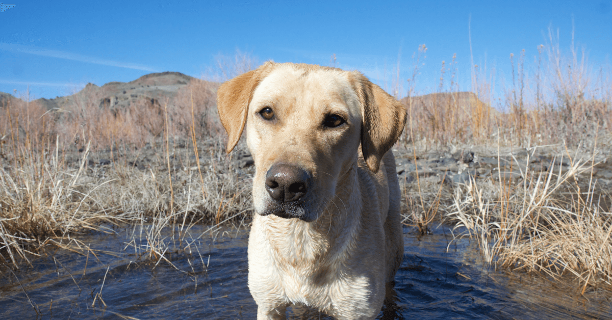 I migliori stabilimenti balneari per cani a Pietra Ligure