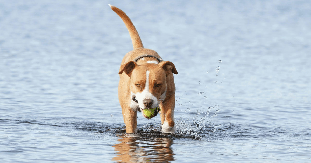 I migliori stabilimenti balneari per cani a Laigueglia