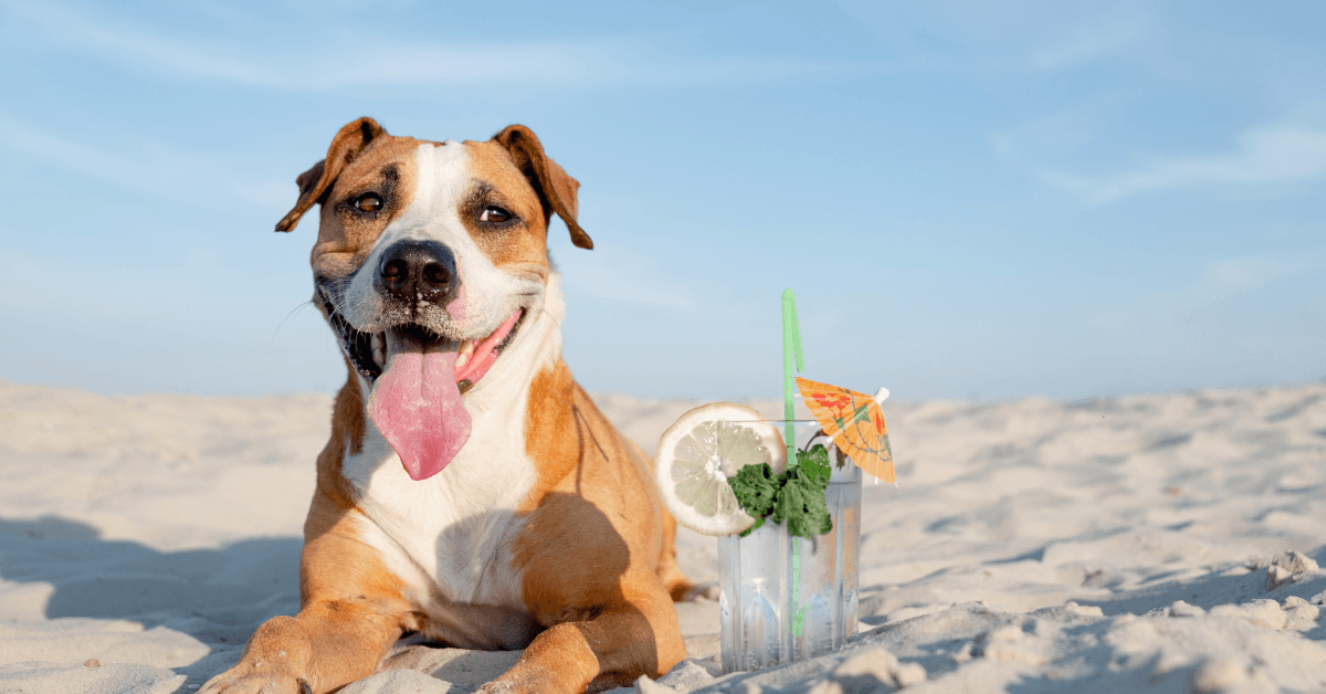 I migliori stabilimenti balneari per cani a Riccione