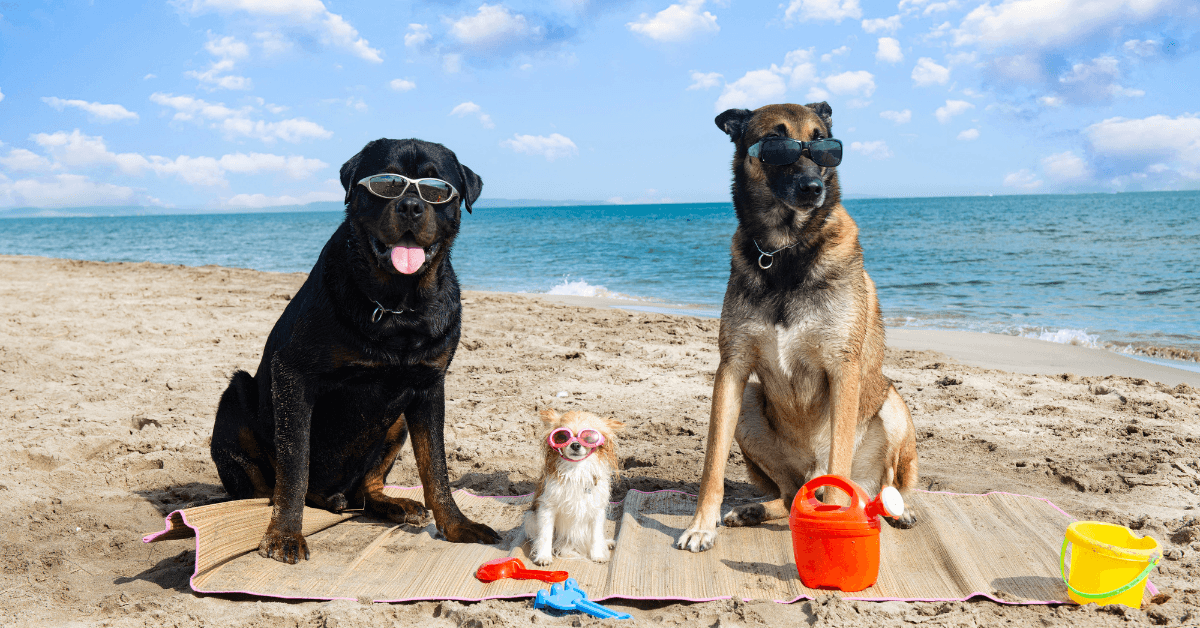 I migliori stabilimenti balneari per cani a Rimini