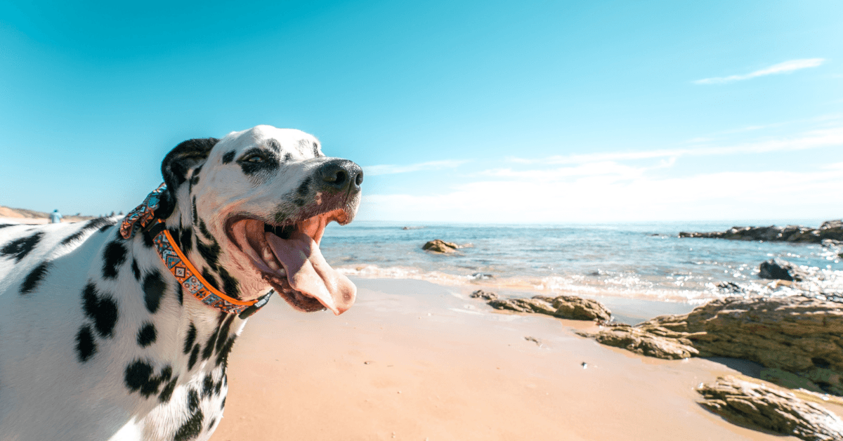 I migliori stabilimenti balneari per cani a Bacoli