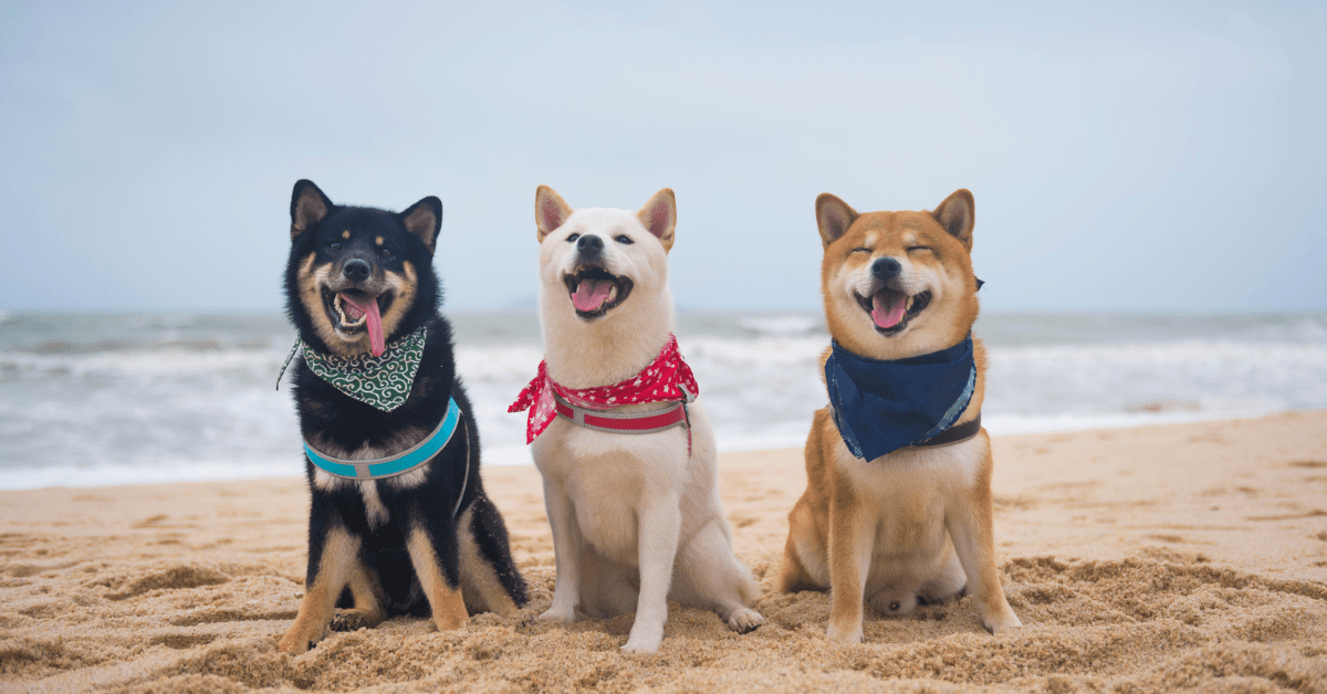 I migliori stabilimenti balneari per cani ad Alassio