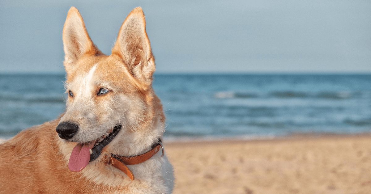 I migliori stabilimenti balneari per cani a Gaeta