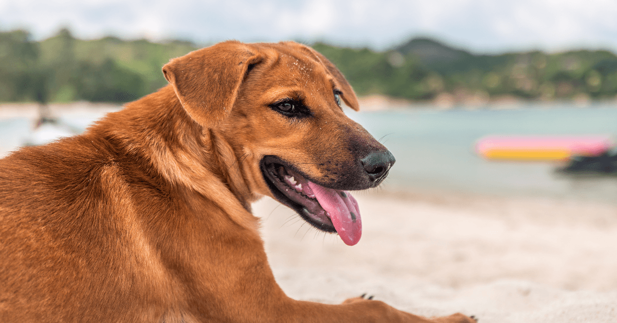 I migliori stabilimenti balneari per cani a San Teodoro