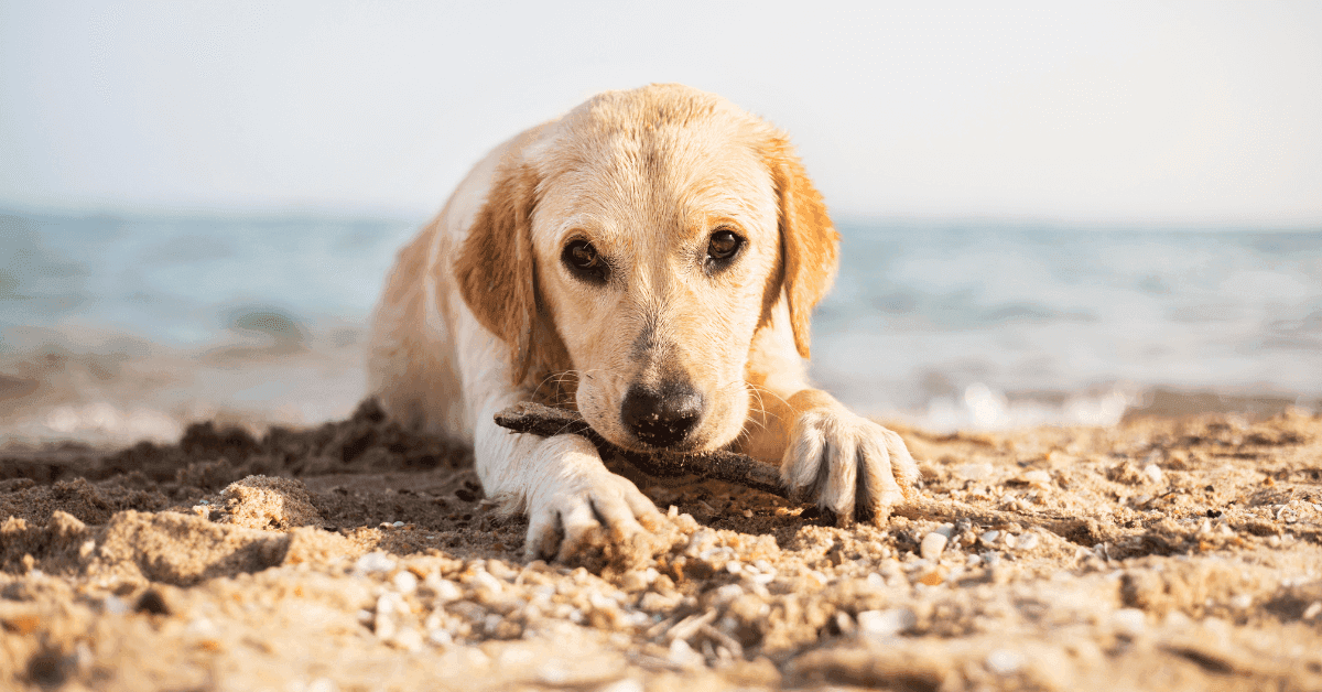 Come creare un'area accogliente per i cani nel tuo stabilimento