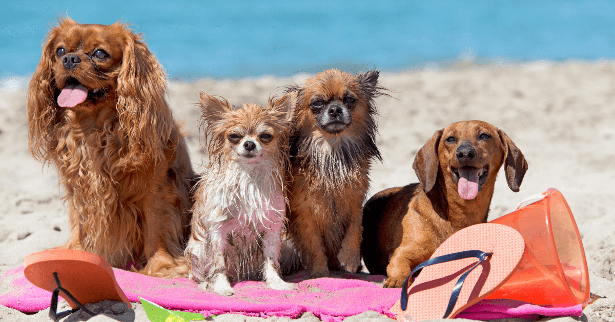 Come aprire una spiaggia per cani: tutto quello da sapere