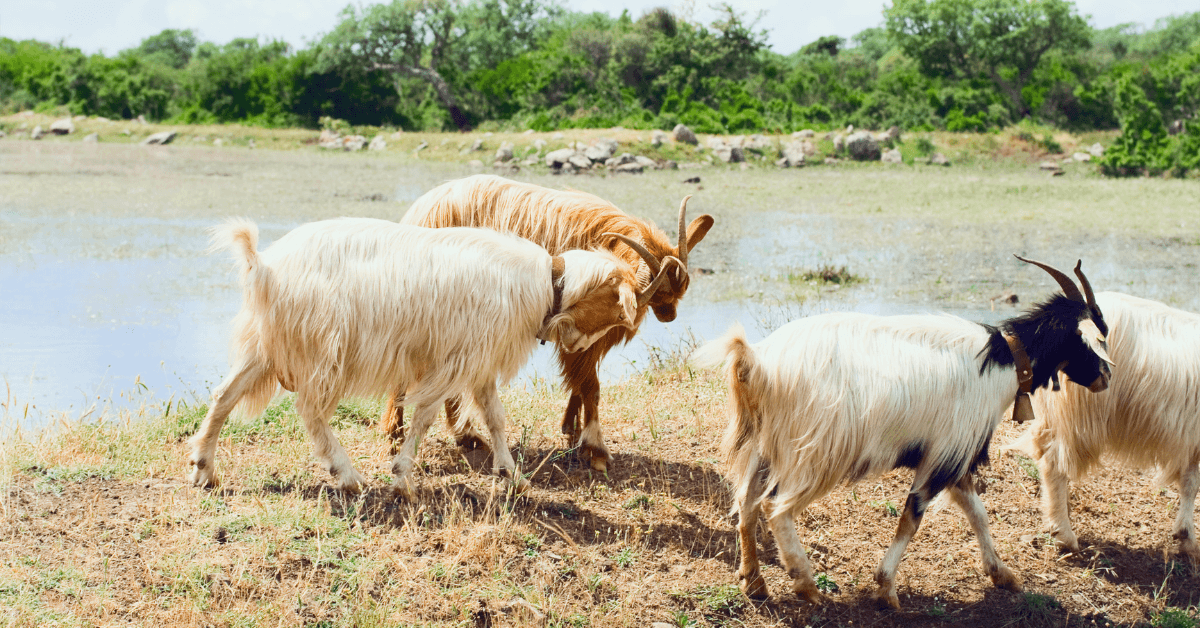 Trekking in Sardegna: i 5 percorsi imperdibili per il 2024