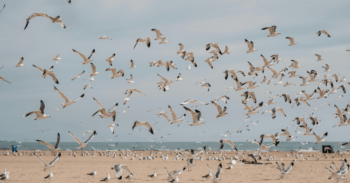 Albenga e Dintorni: Le Spiagge più belle per la tua estate 2026