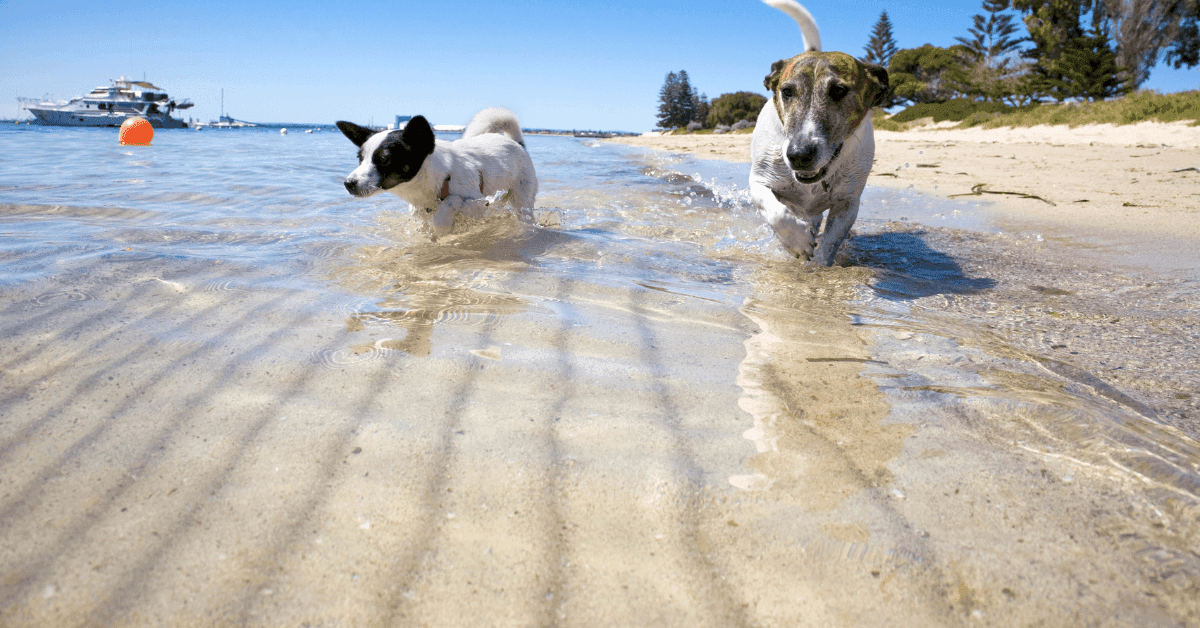 In Salento con l'amico a 4 zampe: le migliori spiagge per cani