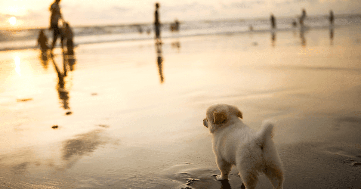 Le spiagge per cani più belle della Toscana