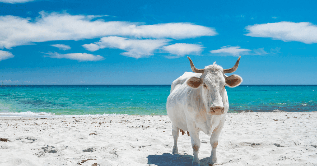Alla scoperta delle migliori spiagge di Siniscola