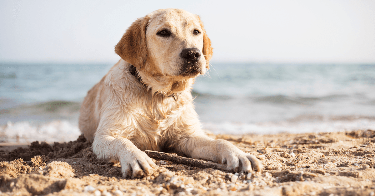 Animali ammessi in spiaggia: come gestire prenotazioni, regolamenti e comunicazione