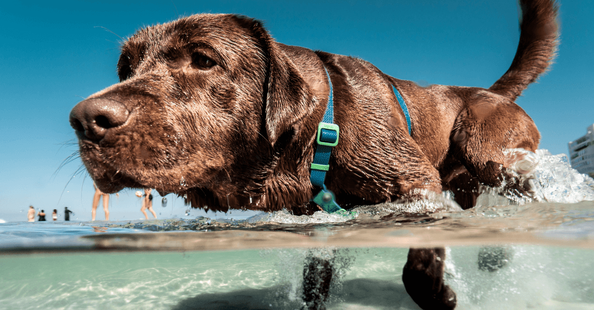 I migliori stabilimenti balneari per cani a Monopoli
