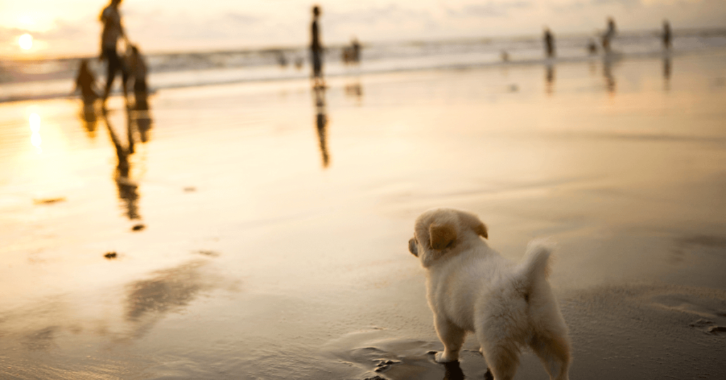 spiagge cani toscana