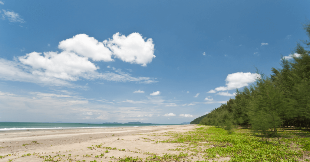 spiagge pinete italia