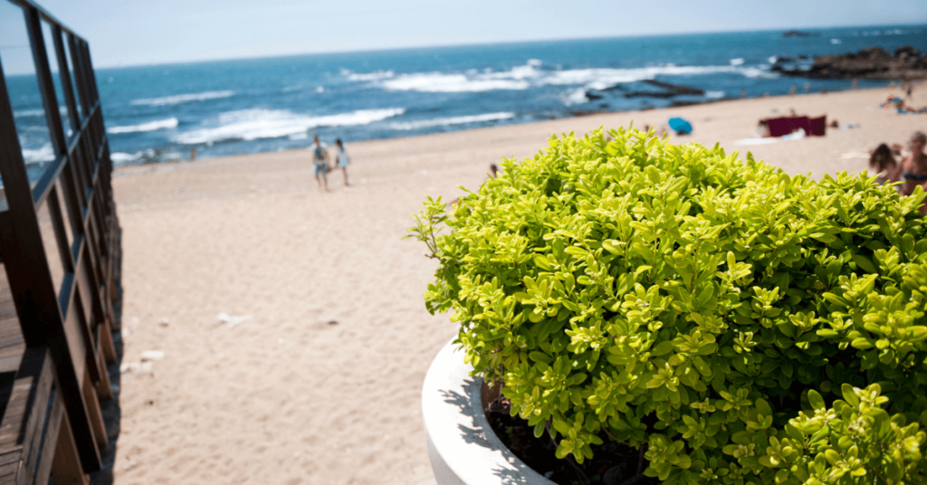 manutenzione aree verdi stabilimento balneare