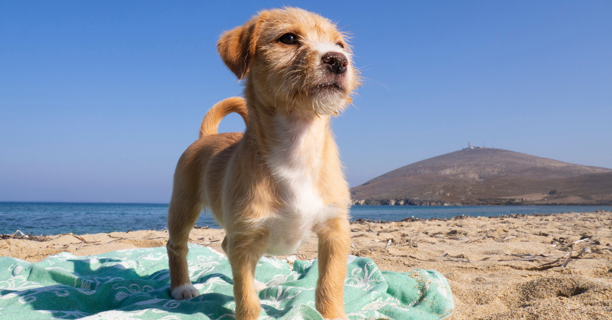 cagnolino in spiaggia