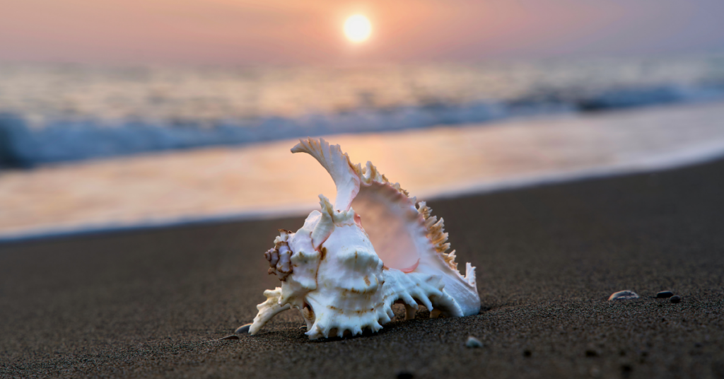 spiagge marina di bibbona